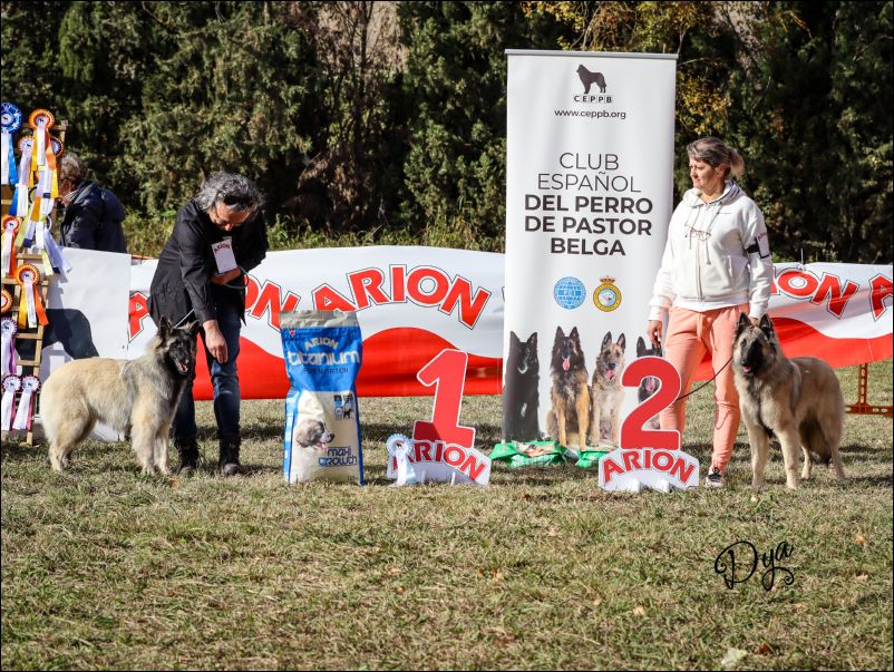 53-mejores cachorros tervu